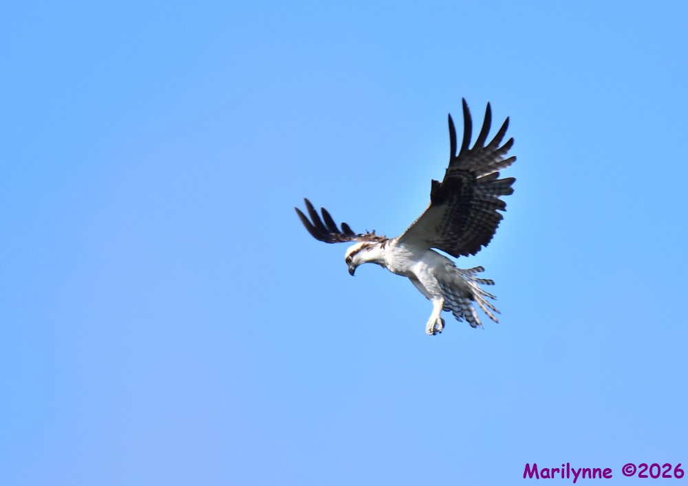 DSC_9663_001.JPG