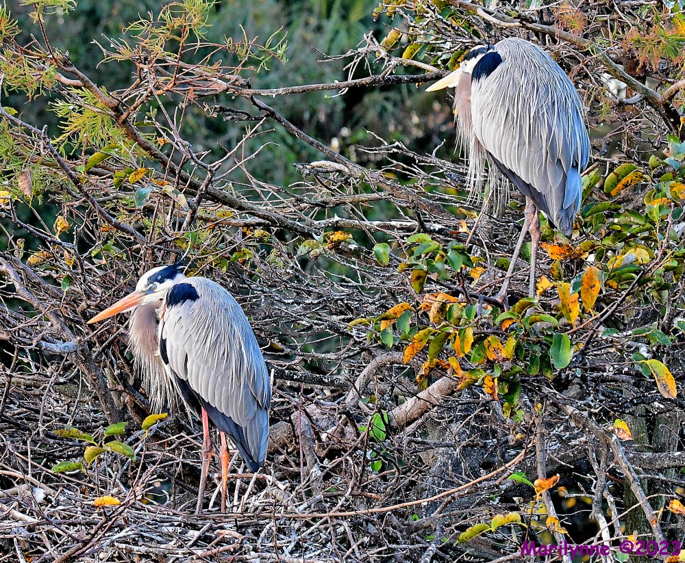 DSC_9664_001.JPG
