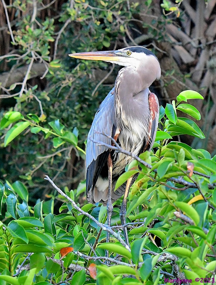 DSC_9665_001.JPG