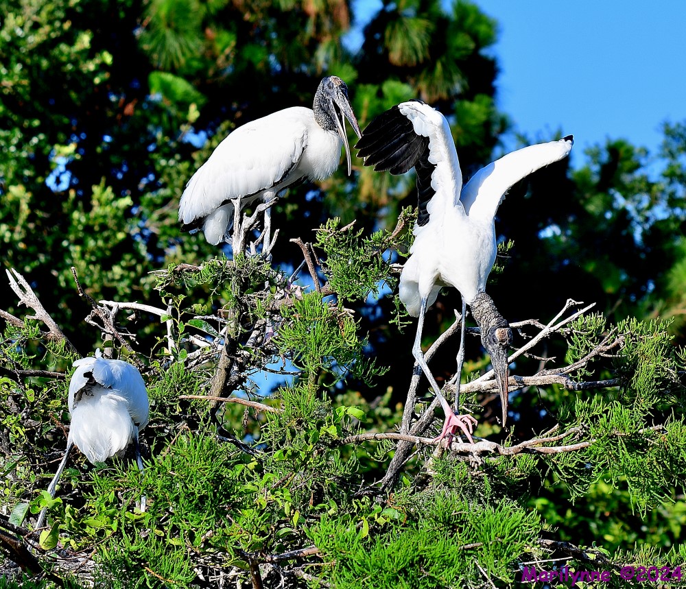 DSC_9666_001.jpg