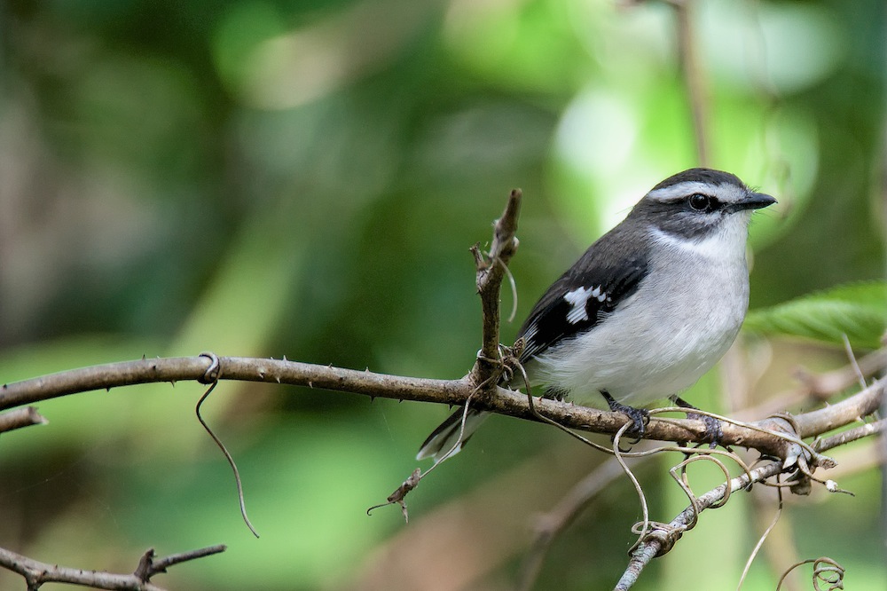 DSC_9667.jpg