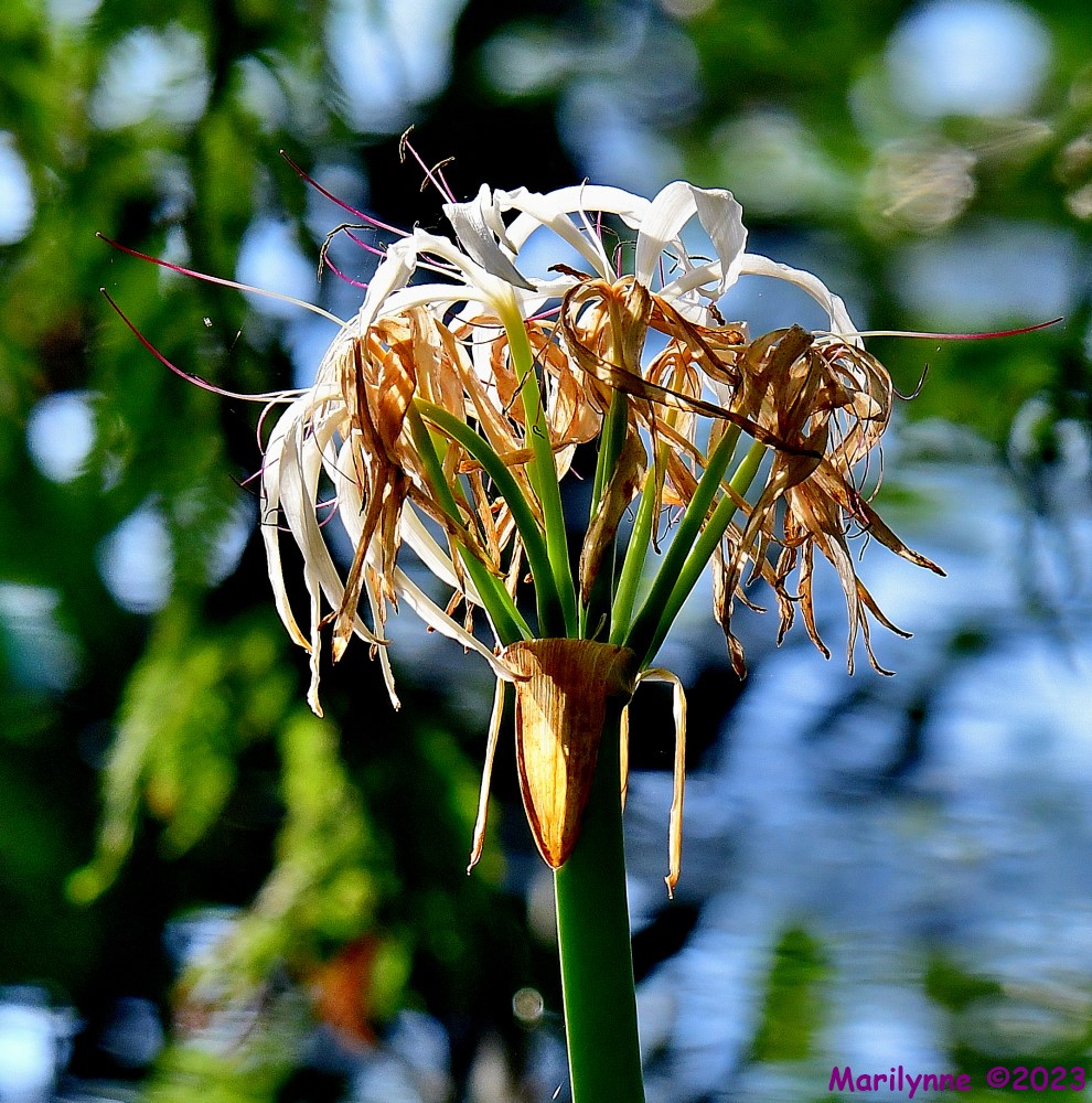 DSC_9667_001.JPG