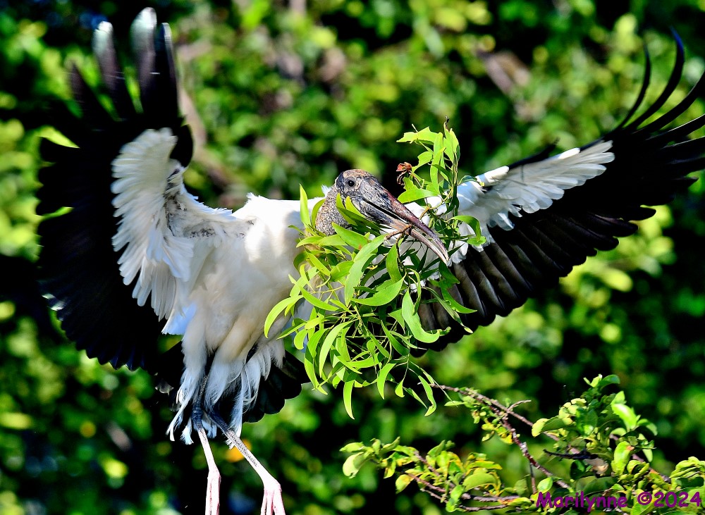 DSC_9667_001.jpg