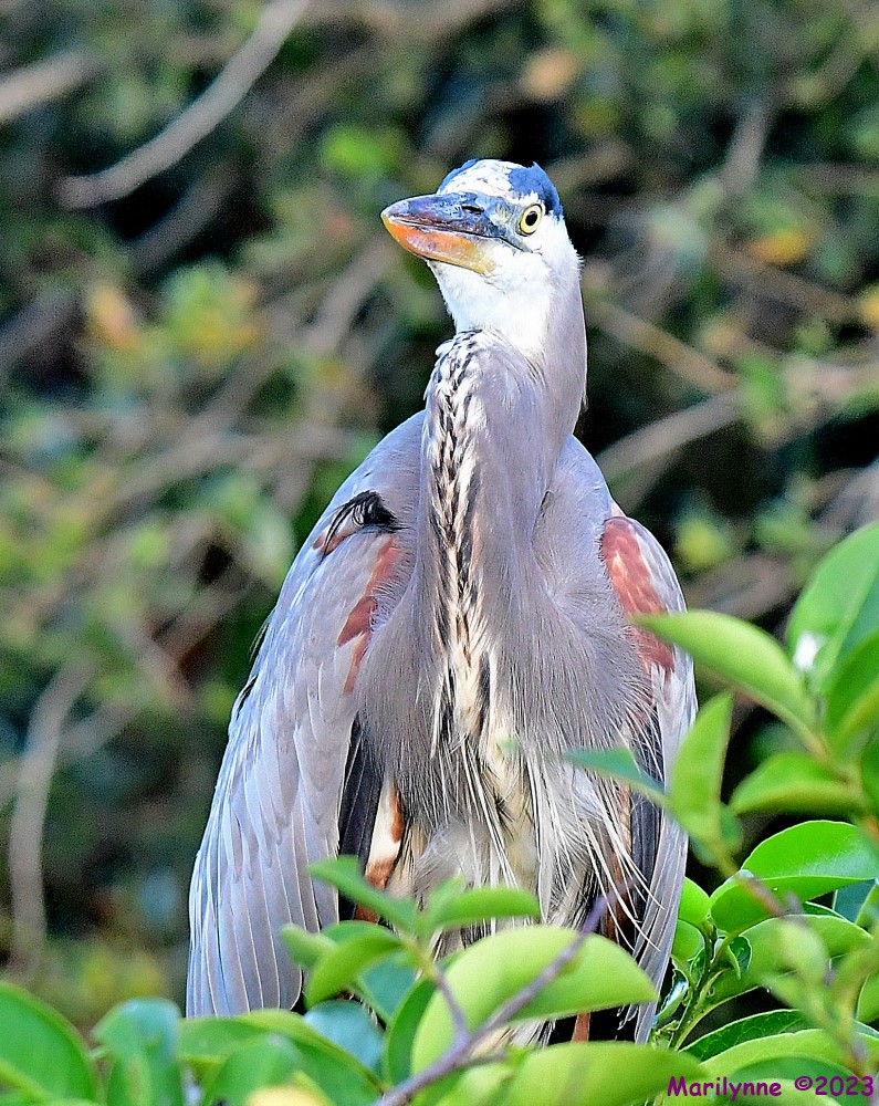DSC_9668_001.JPG