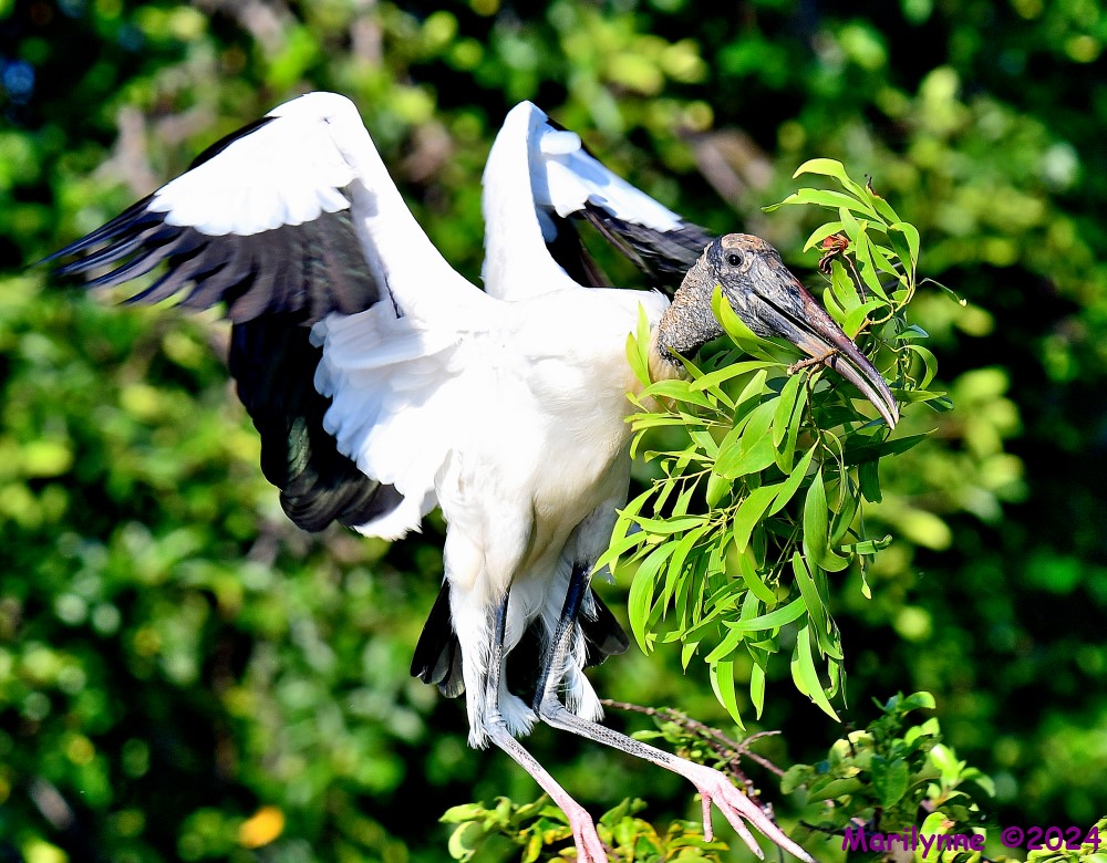 DSC_9668_001.jpg