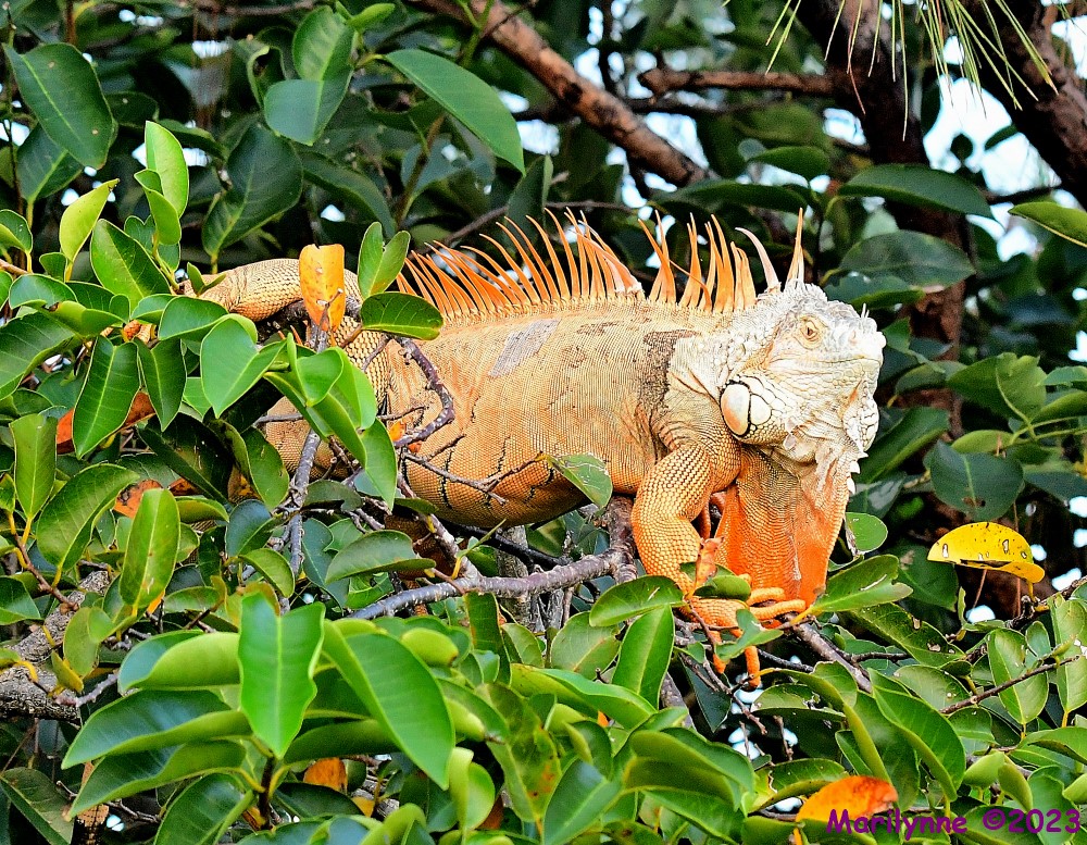 DSC_9669_001.JPG