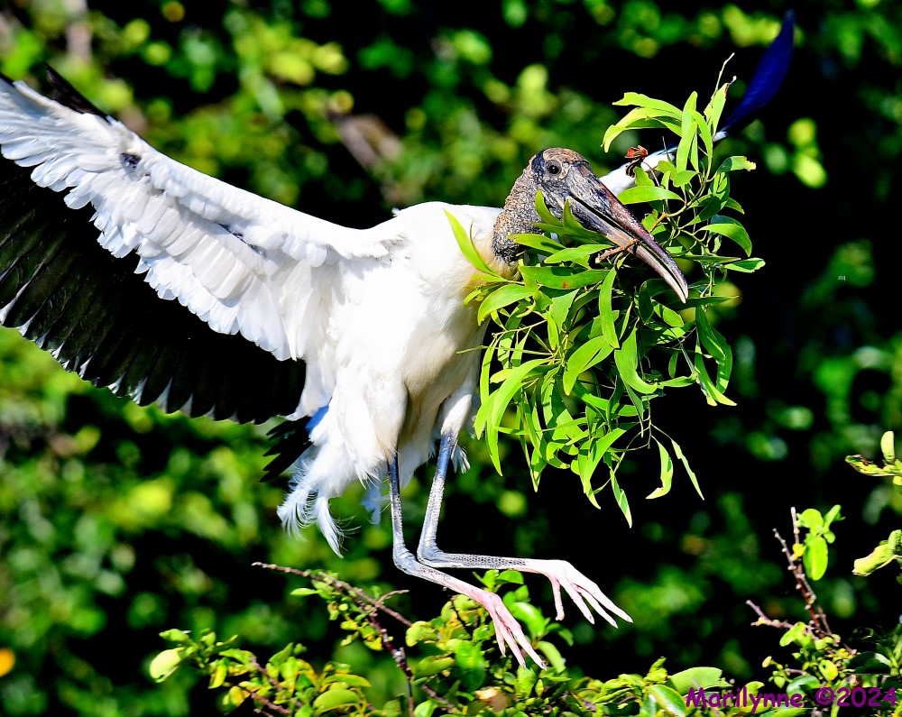 DSC_9669_001.jpg