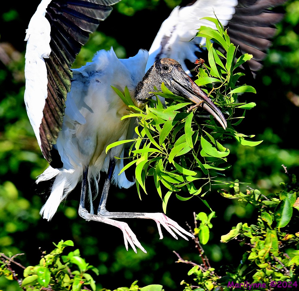 DSC_9670_001.jpg