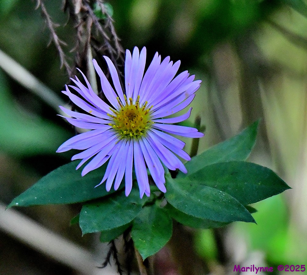 DSC_9673_001.JPG
