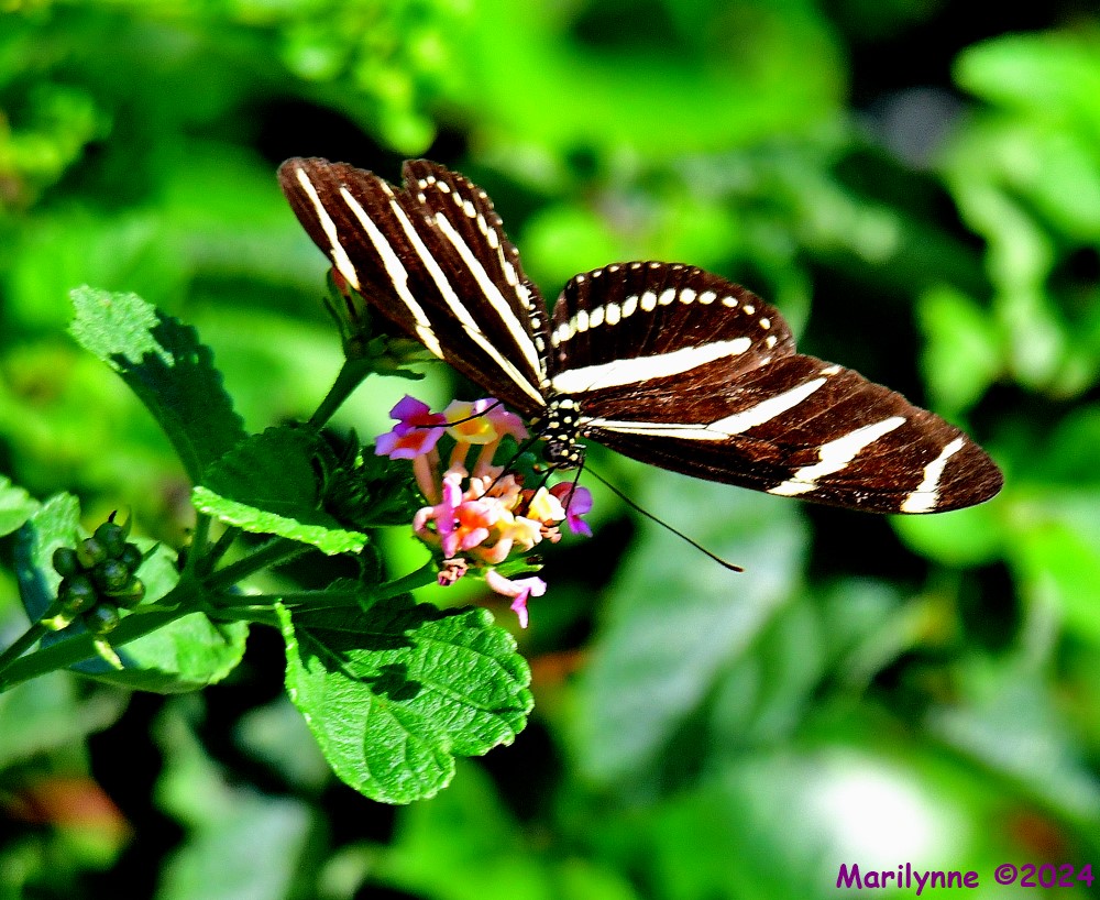 DSC_9675_001.jpg