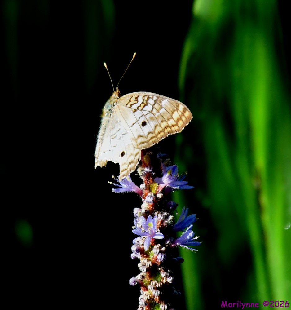 DSC_9676_001.JPG