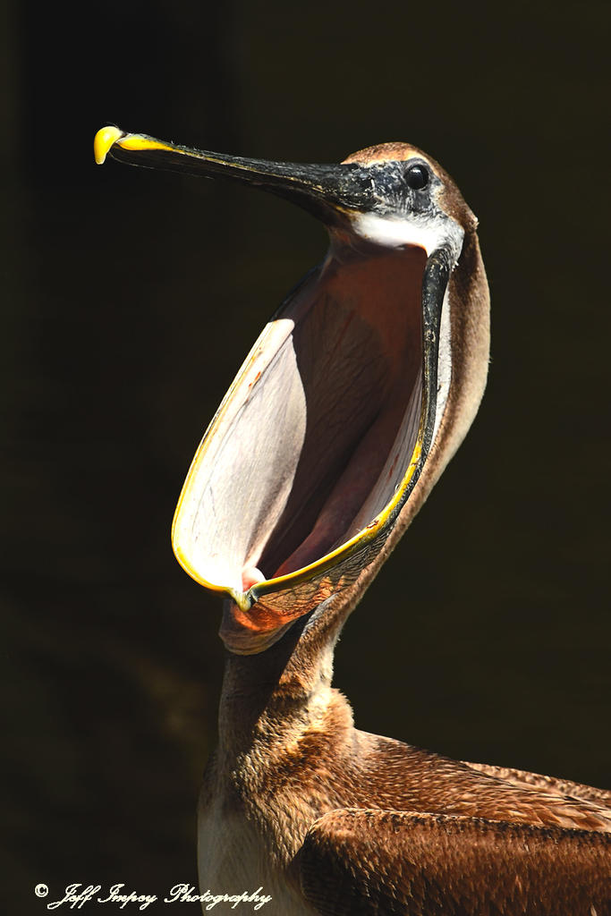 DSC_9678.jpg