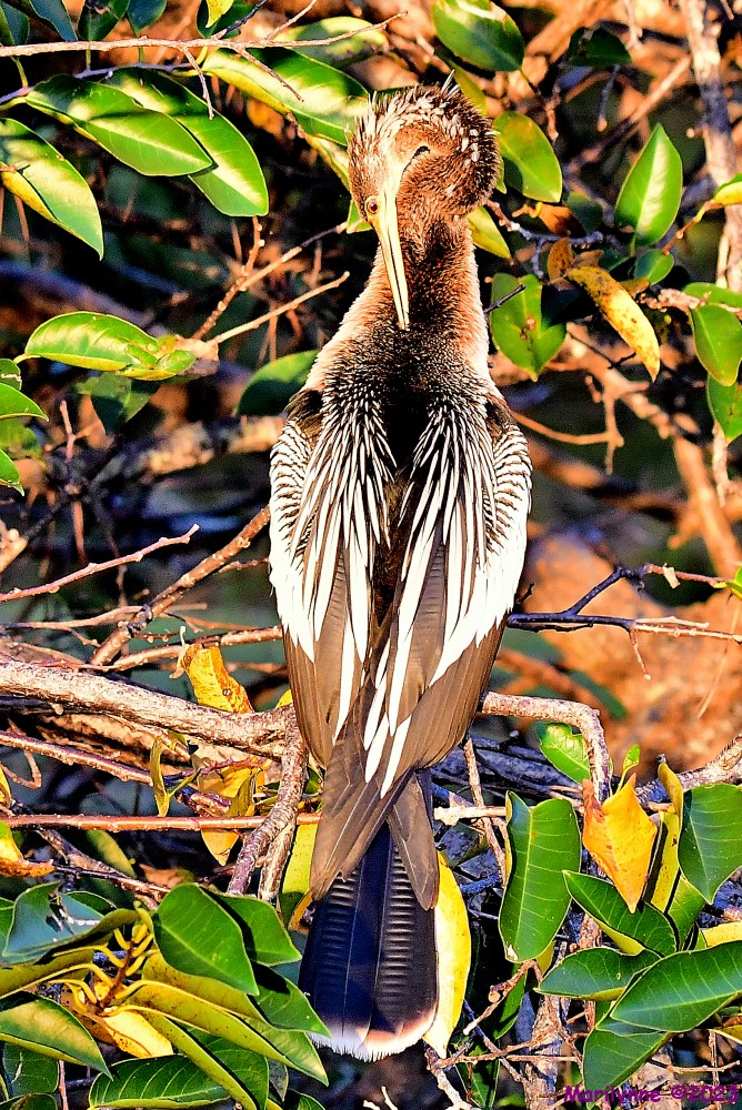DSC_9679_001.JPG
