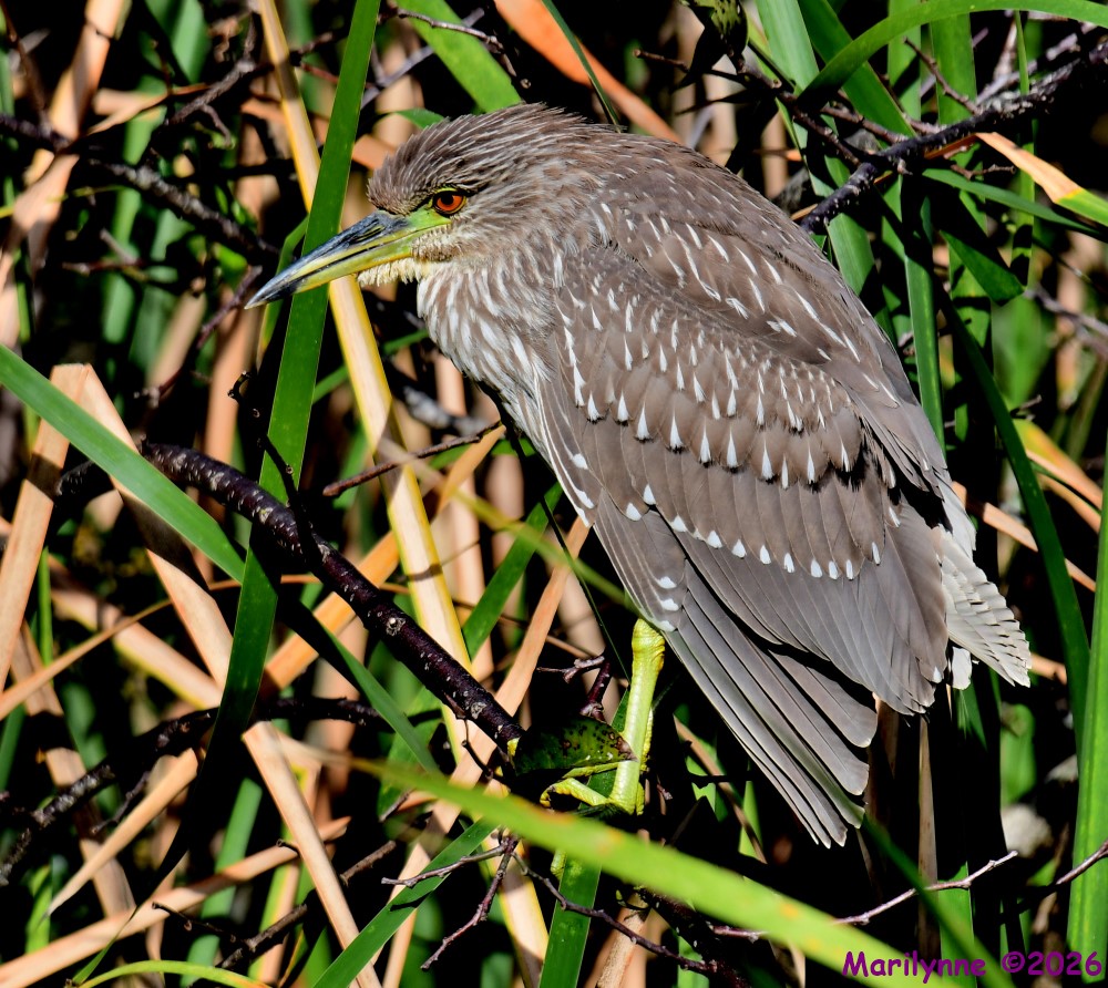 DSC_9679_001.JPG