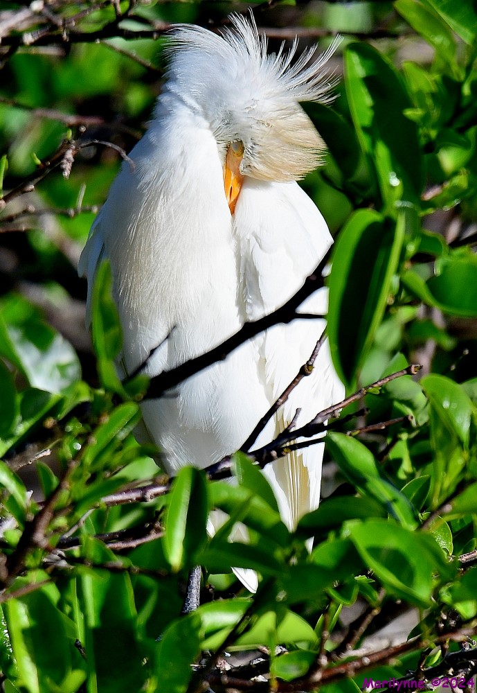 DSC_9680_001.JPG