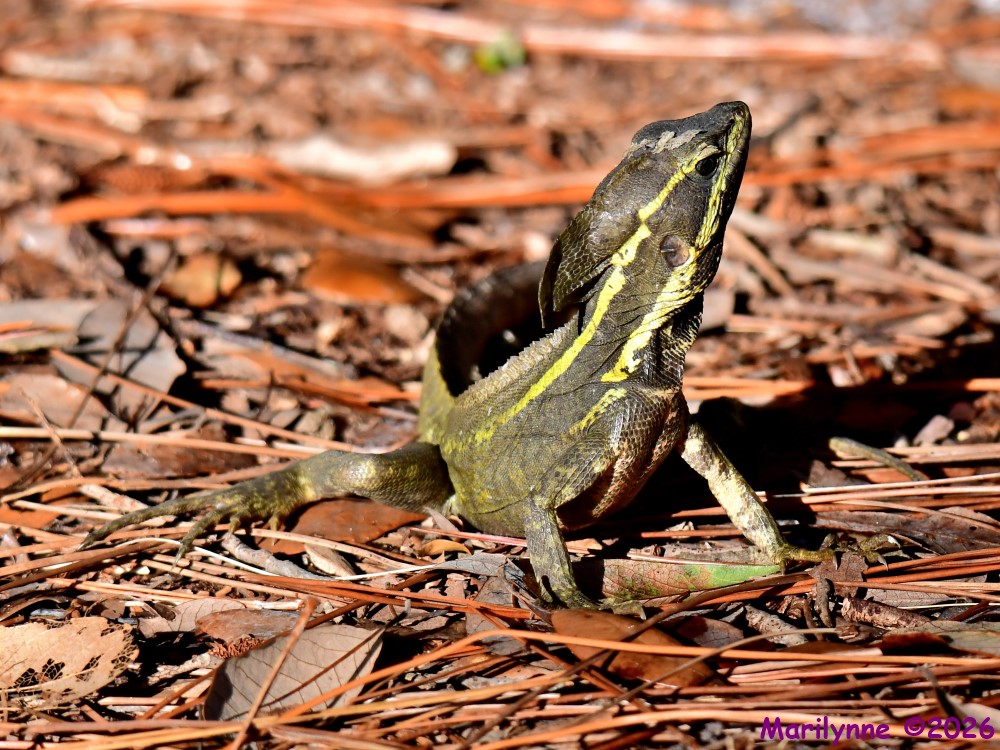 DSC_9680_001.JPG