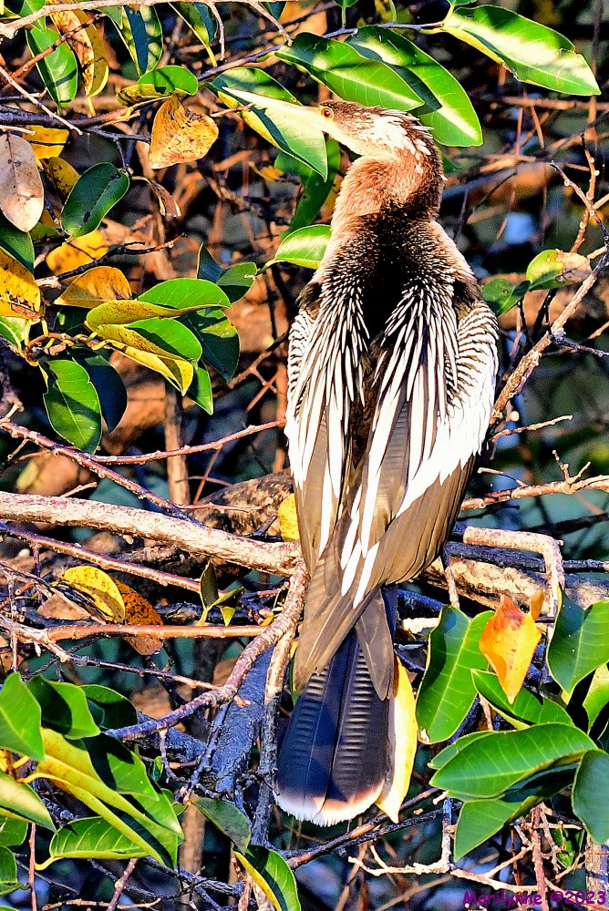 DSC_9681_001.JPG