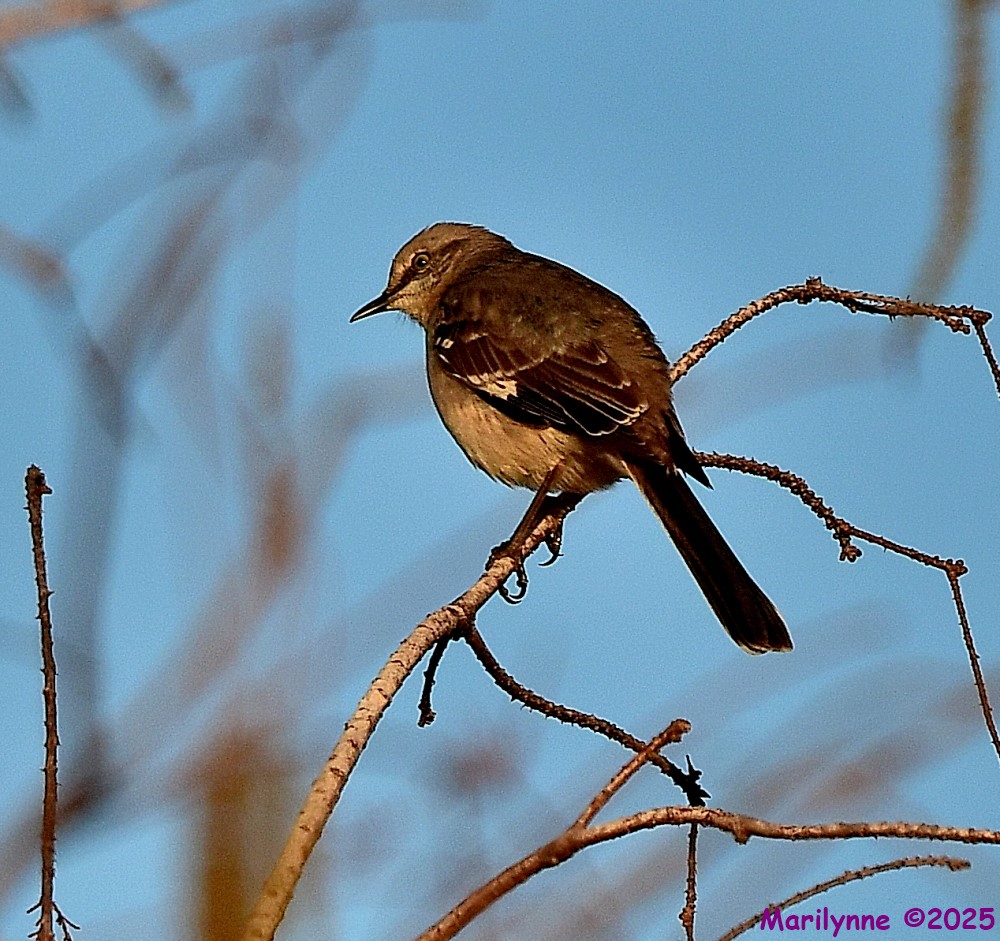 DSC_9681_001.JPG