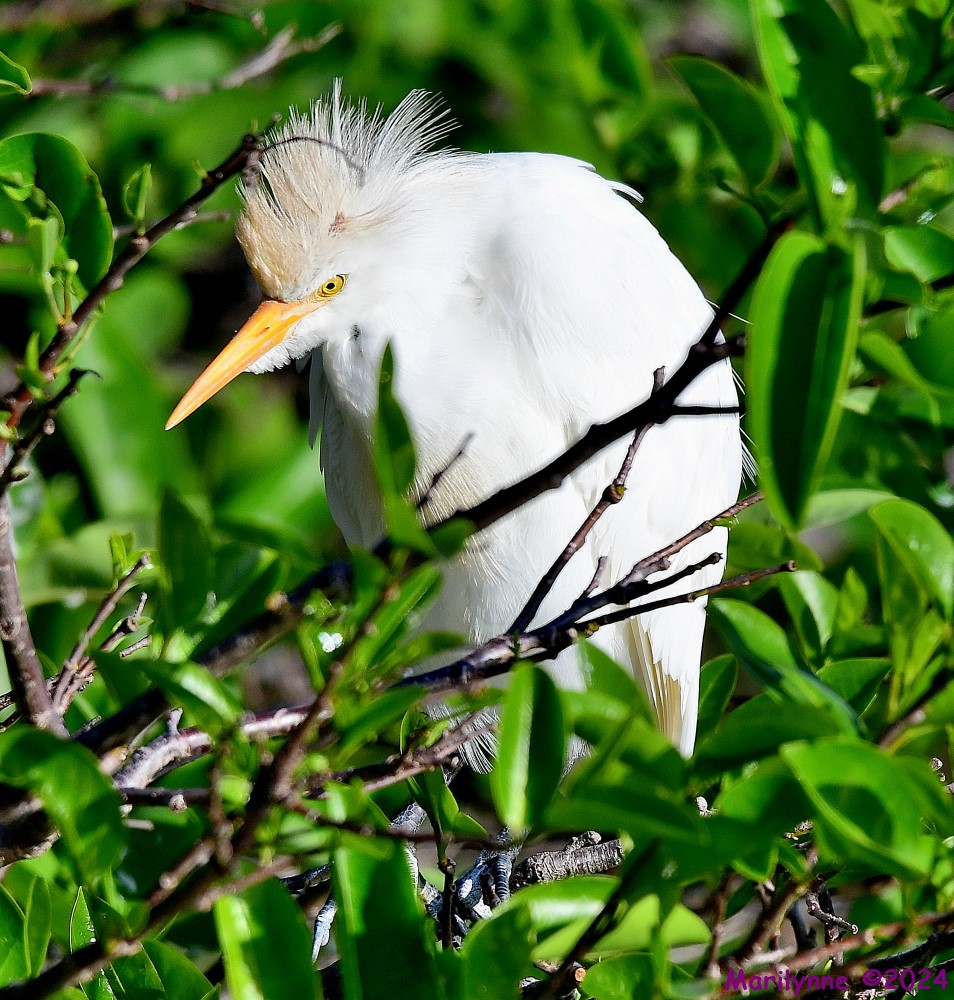 DSC_9683_001.JPG