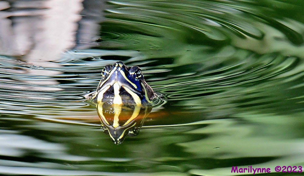 DSC_9684_001.JPG