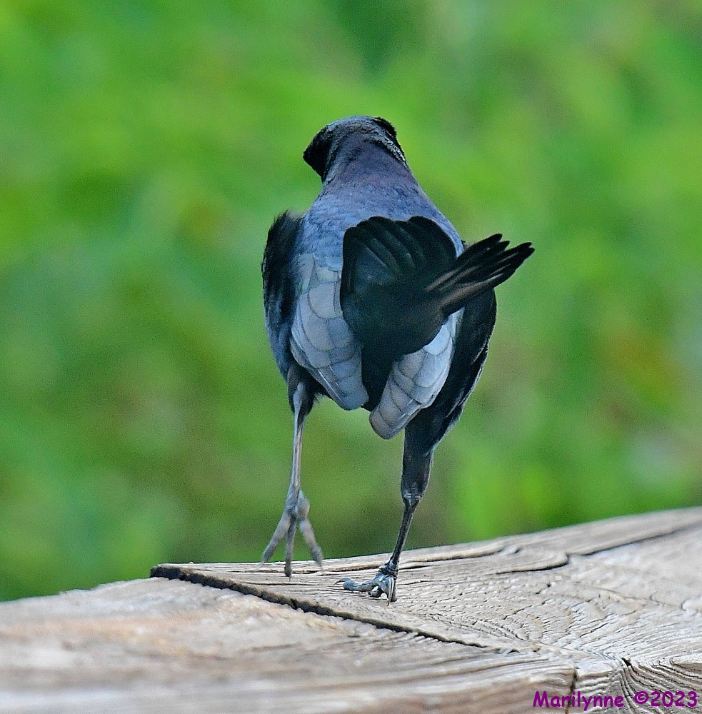 DSC_9685_001.JPG