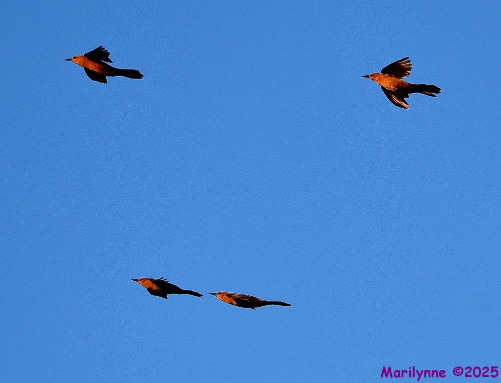 DSC_9685_001.JPG