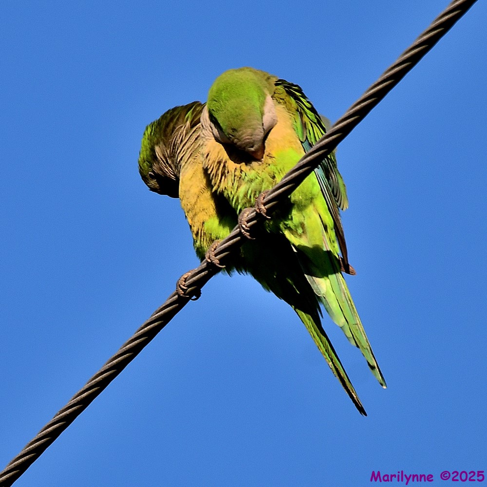 DSC_9687_001.JPG