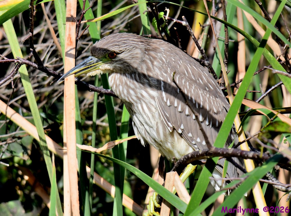 DSC_9687_001.JPG
