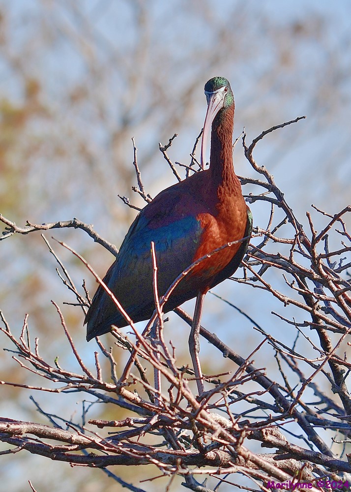 DSC_9688_001.JPG