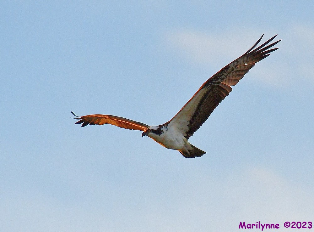 DSC_9689_001.JPG