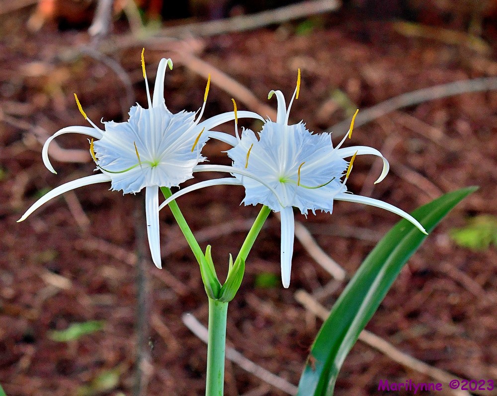 DSC_9689_001.JPG