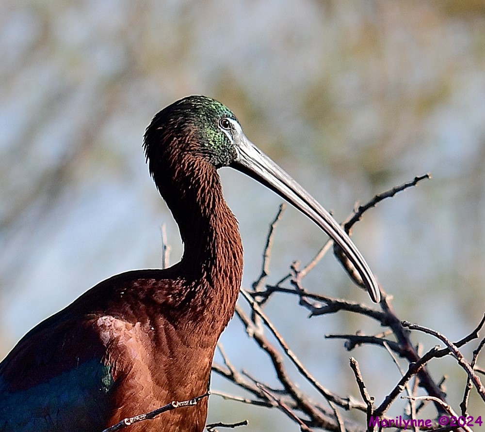 DSC_9690_001.JPG