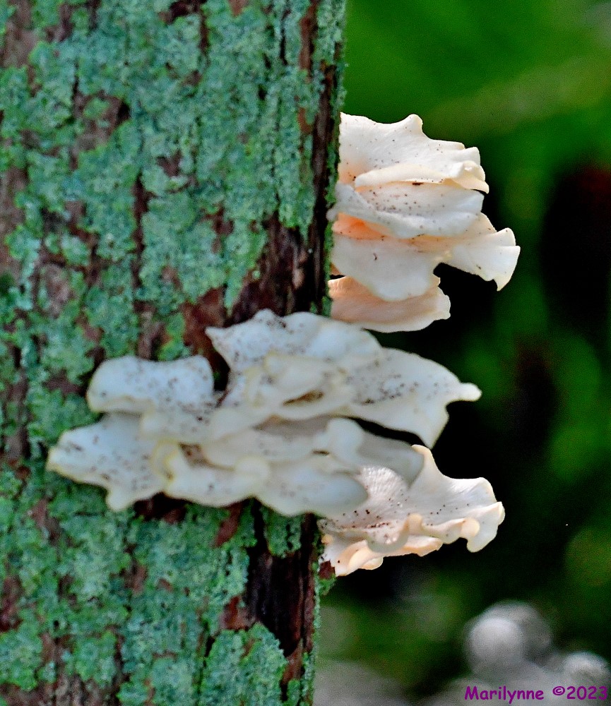 DSC_9691_001.JPG