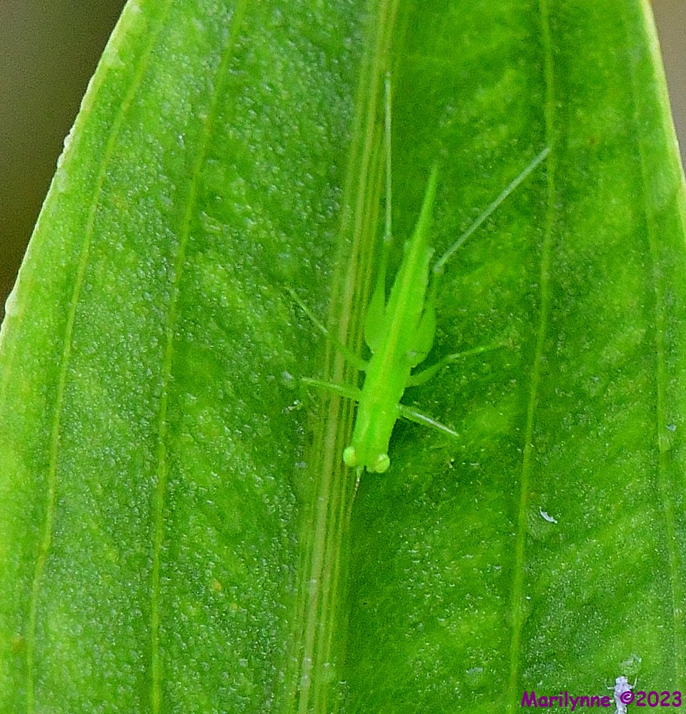 DSC_9693_001.JPG