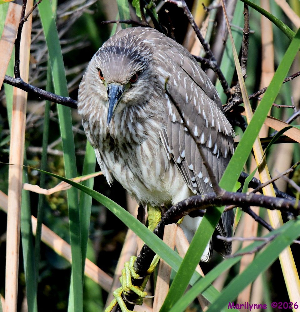 DSC_9693_001.JPG