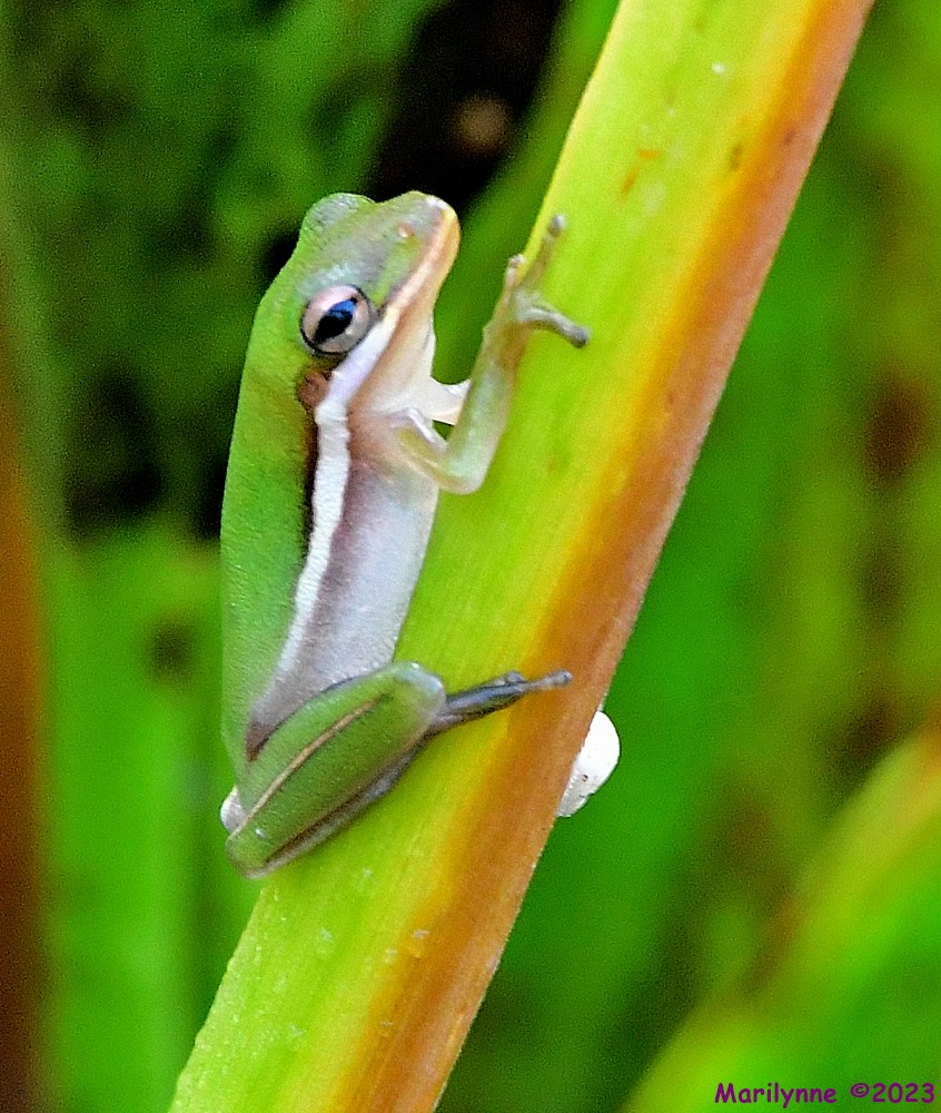DSC_9694_001.JPG