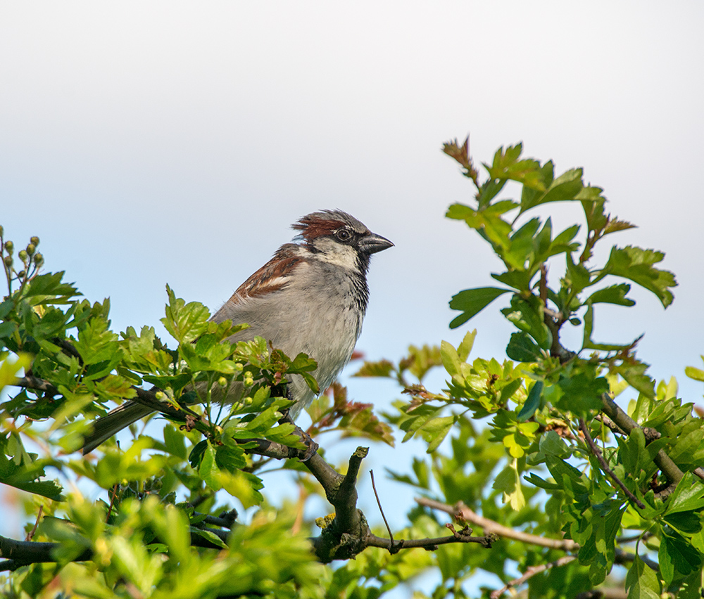 DSC_9696.jpg