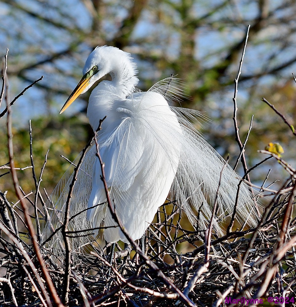 DSC_9696_001.JPG