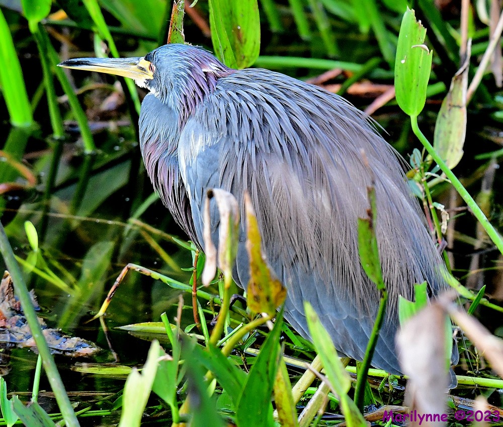 DSC_9697_001.JPG