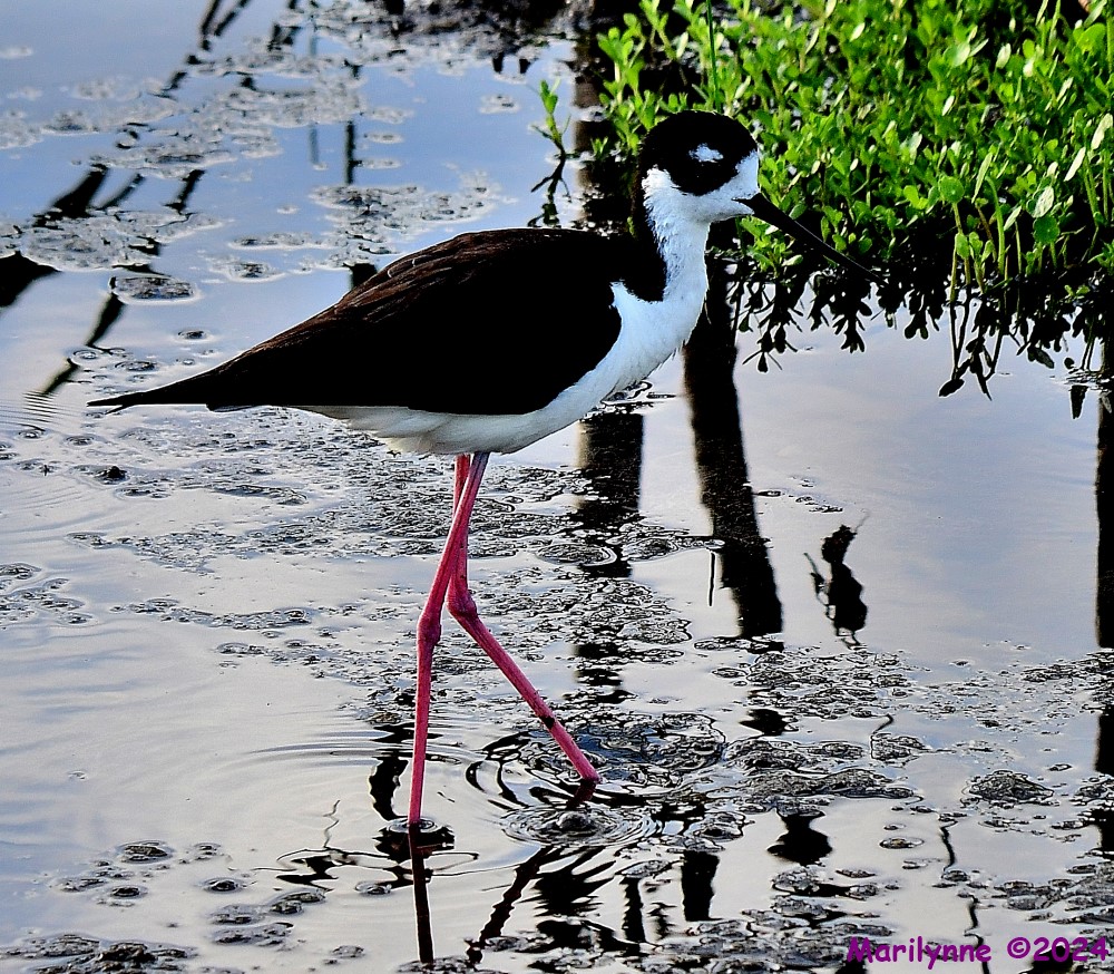 DSC_9697_001.jpg