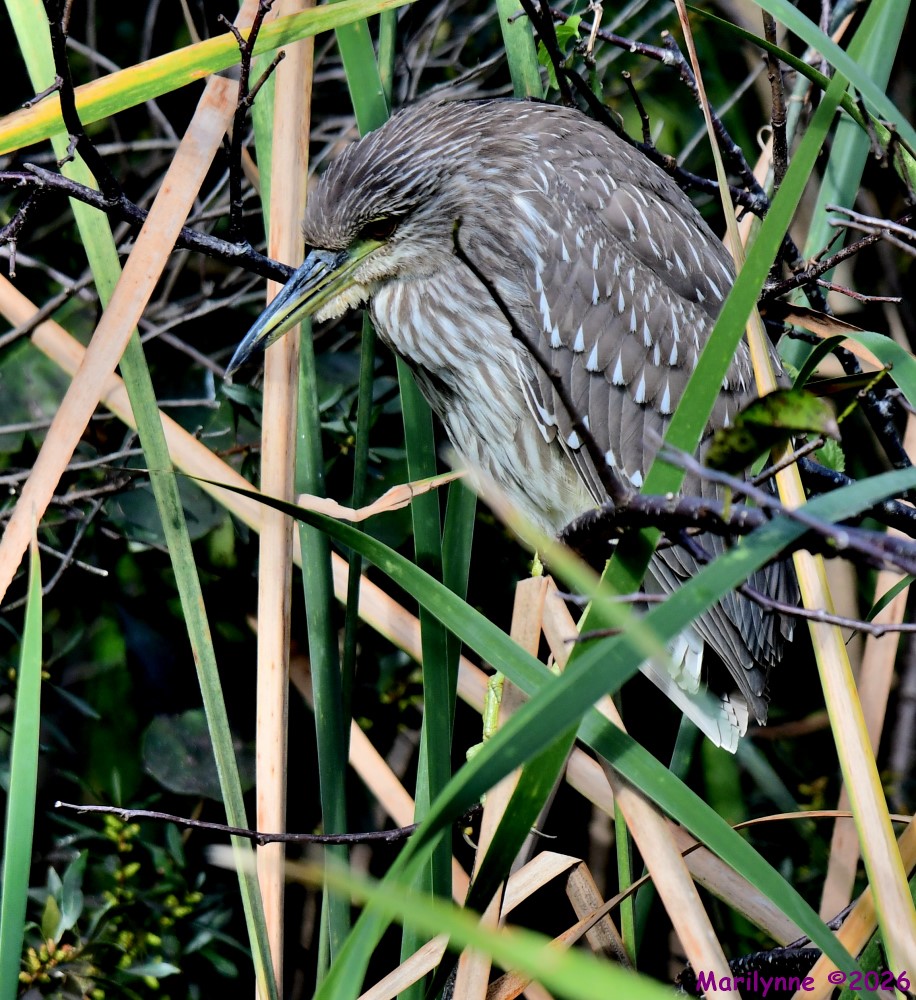 DSC_9697_001.JPG