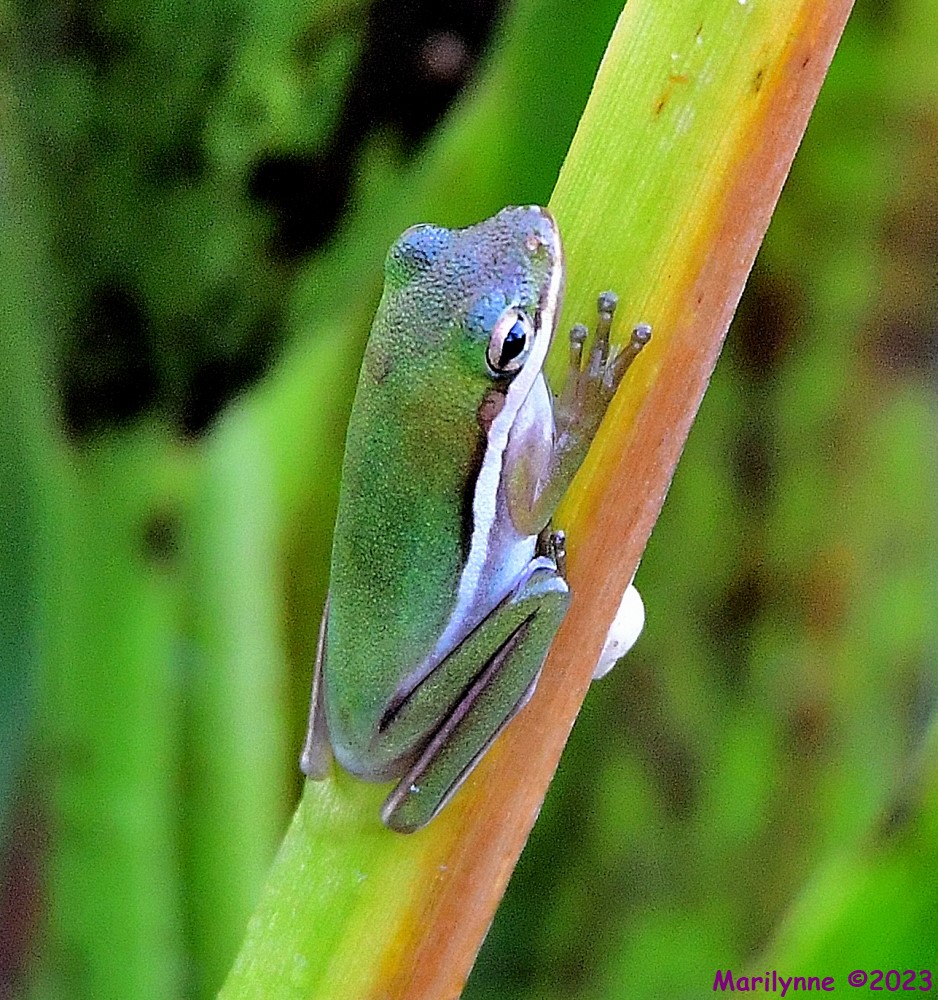 DSC_9698_001.JPG