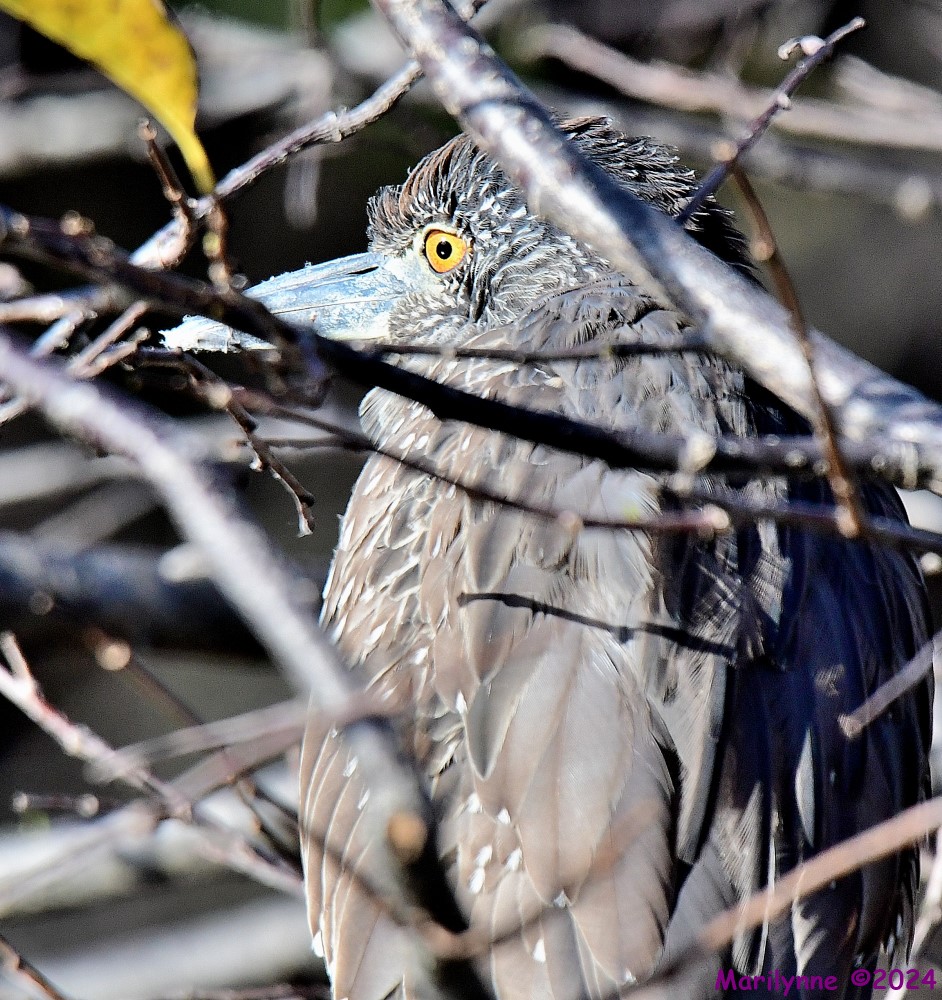 DSC_9698_001.JPG