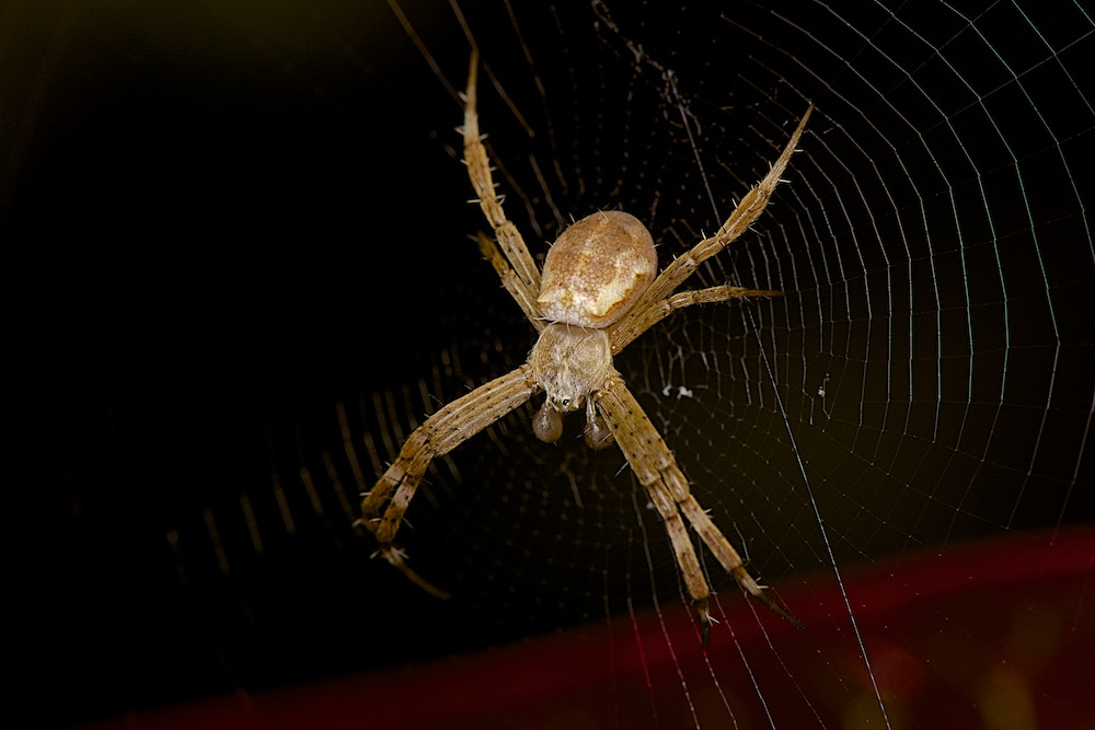 DSC_9699.jpg