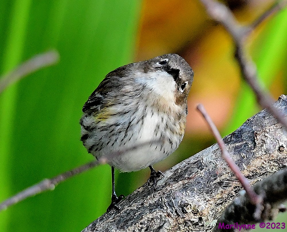 DSC_9699_001.JPG