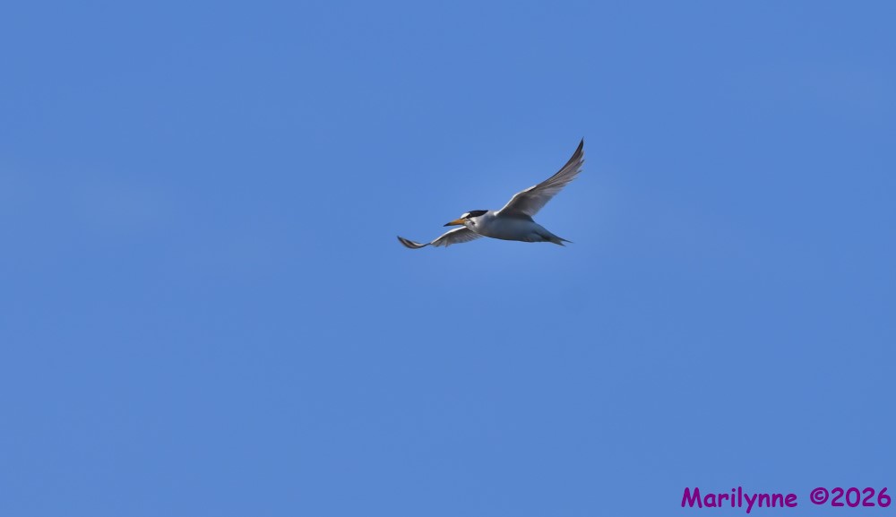 DSC_9700_001.JPG