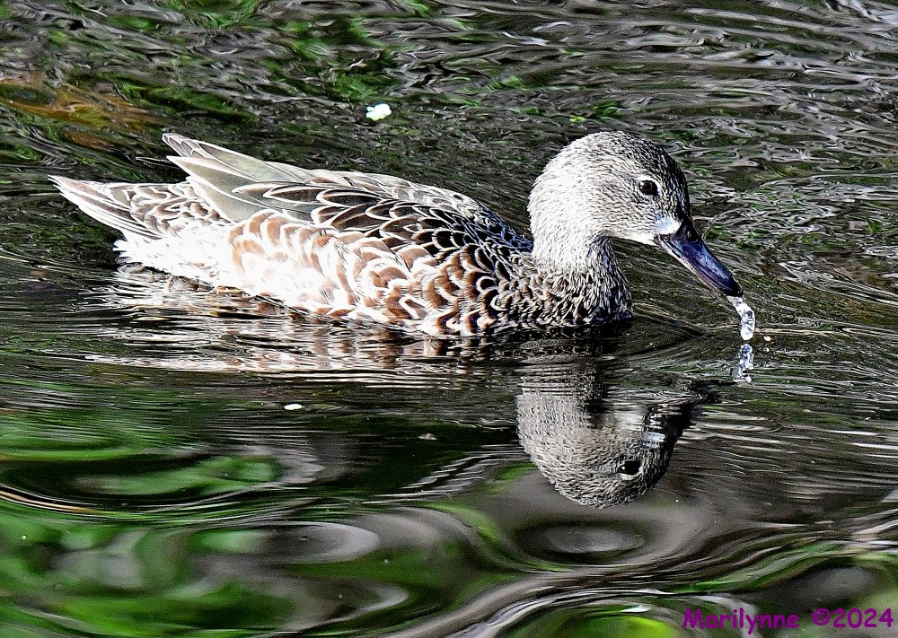 DSC_9702_001.JPG