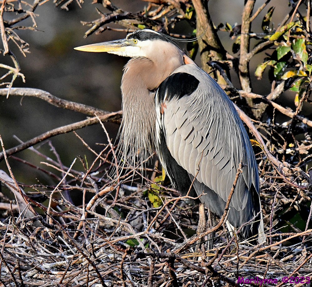 DSC_9703_001.JPG