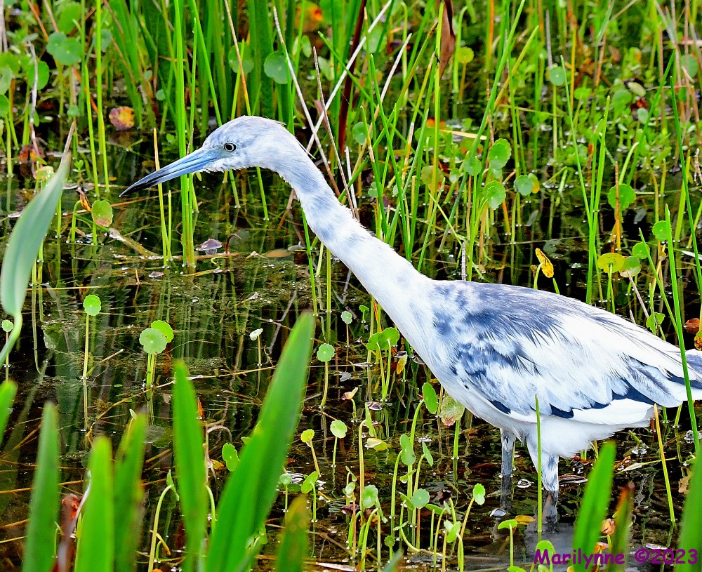 DSC_9705_001.JPG