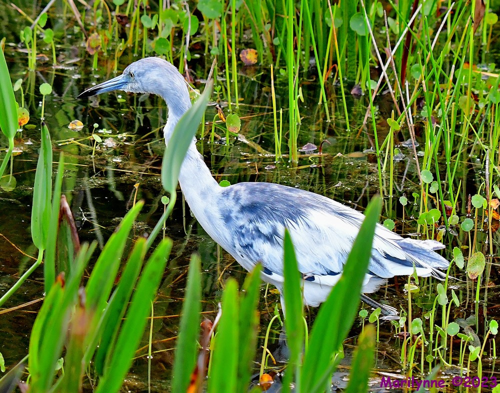 DSC_9706_001.JPG